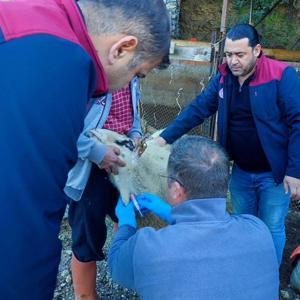 Anormal doğum yapan kuzularda akabane hastalığı tespit edildi