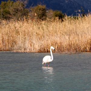 Kemerde flamingo sürprizi