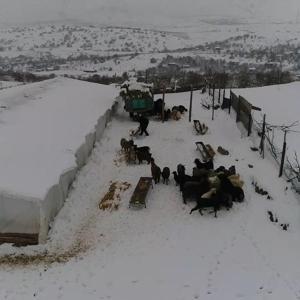 Şehir hayatından sıkılıp köyüne döndü, hayvancılığa başladı