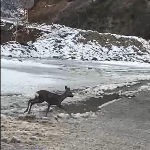 Giresunda yavru karaca karayolunda görüntülendi