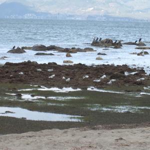 Burhaniyede deniz çekildi, 2 bin 500 yıllık antik liman ortaya çıktı