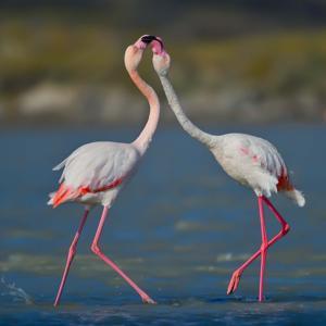 Gökçeadada flamingoların kur ve beslenme dansı fotoğraflandı