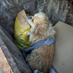 Ayaklarını bağladığı köpeği çöp konteynerine attı; o anlar kamerada