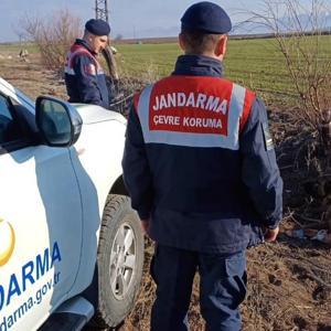 Köpek dövüşüne jandarma baskını