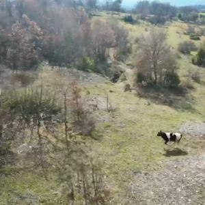 Cami imamı, kaybolan ineği dronla buldu