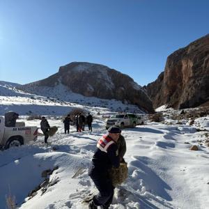 Niğde’de dağ keçileri için yem bırakıldı