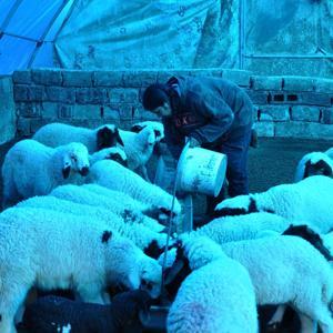 Gaziantep’te depremde hayvanları telef olan besiciler, devlet desteğiyle yeniden hayata tutundu