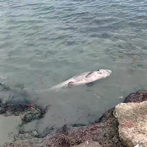 Şarköyde ölü köpek balığı kıyıya vurdu