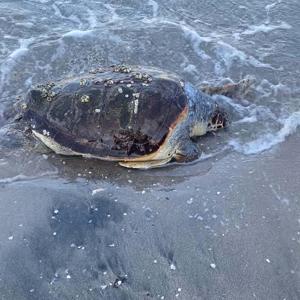 Bodrum sahilinde ölü caretta caretta bulundu