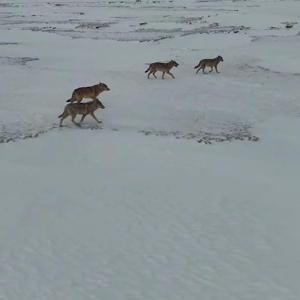 Karla kaplı arazide gezen kurtlar dronla görüntülendi