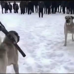 Erzurumda köpek dövüştüren 2 kişiye yasal işlem