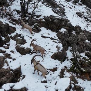 Munzur Vadisi Milli Parkı’na inen dağ keçileri, dron kamerasında