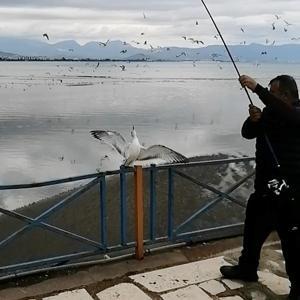 Oltasına balık yerine martı takıldı