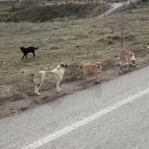 ANKARADA İL HAYVANLARI KORUMA KURULU TOPLANDI | Saldırının çok olduğu yerlerde köpekler toplanacak