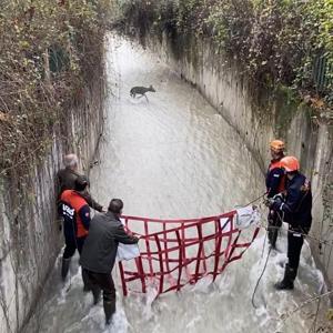 Su kanalında mahsur kalan karaca kurtarıldı