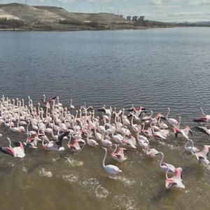 Nevşehirde flamingolar dron ile görüntülendi