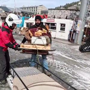 Jandarma buzağıyı kar motosikletiyle taşıdı