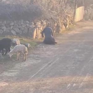 MHPli vekil, kötü muamele gören hayvanlardan birini sahiplendi