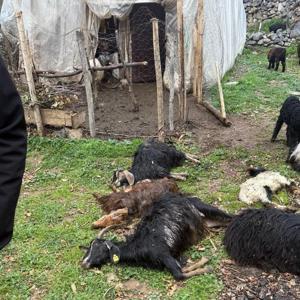 Sokak köpekleri saldırdı; 18 keçi öldü