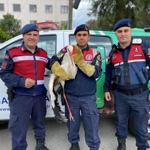 Aydında yaralı halde bulunan leylek koruma altına alındı