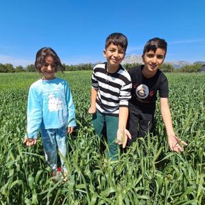 Serikte Buğday Hasadı Beklentisi