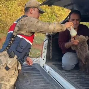 Yalnız bulunan yavru ayı, biberon ile beslendikten sonra doğaya bırakıldı