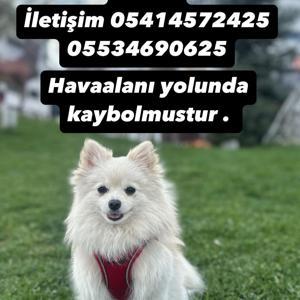Erzurumda Kaybolan Köpek İçin 50 Bin Lira Ödül