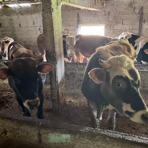 Kırklareliye kaçak hayvan getiren kişiye 109 bin lira ceza