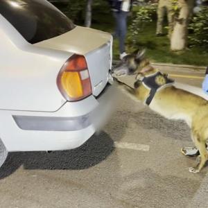 Otomobildeki 39 kilo uyuşturucuyu ‘Linda’ buldu