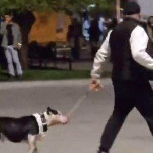 İstanbul - Bakırköyde ağızlıksız gezdirilen pitbull köpeğe saldırdı; sahibine 76 bin lira ceza