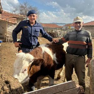 Kırşehirde Büyükbaş Hayvan Kayboldu, Jandarma Buldu
