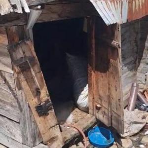 Rizede Kış Uykusundan Uyanan Ayılar 30 Eve Zarar Verdi