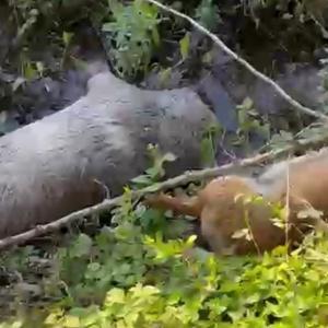 Tarım arazisinde 8 köpek ölü bulundu