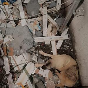 Asansör boşluğuna düşen köpek kurtarıldı
