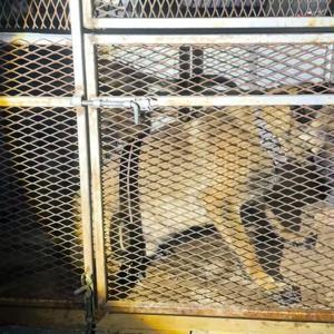 Bitliste köpeklerin altından uyuşturucu çıktı