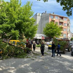 Çanakkalede kırılan ağaç dalı, 3 otomobile zarar verdi