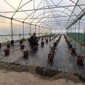 Niğde’de yaban mersini üretimi başladı