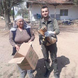 Kırşehirde vatandaşın yaralı bulduğu kızıl şahin tedaviye alındı
