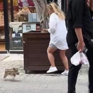 Yavru yaban domuzu iş yerine daldı; o anlar kamerada