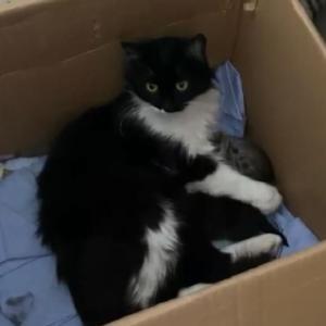 Sivasta hamile kedi ilk yardım sınıfında doğum yaptı