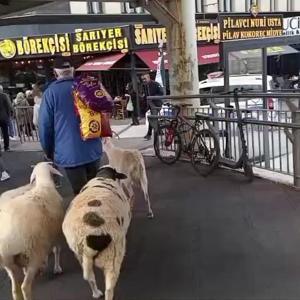 İstanbul - Küçükçekmece’de bir kişi, 4 koyunu ile yürürken görüntülendi