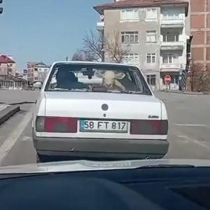 Buzağıyı otomobille veterinere götürdüler