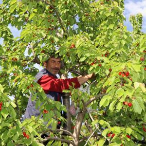 Oltuda misafir kirazında hasat zamanı