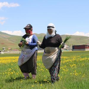 Yüksekovada kadınların pancar otu toplama mesaisi başladı