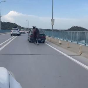 Otomobile bağladığı at ile ilerledi; 2 gözaltı