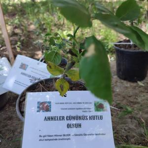 Okul bahçesinde şehitler için yetiştirdikleri gülleri, şehit annelerine verdiler