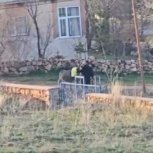 Sopalı şiddete uğrayan eşek öldü, hayvanseverler tepkili