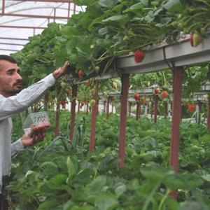 Depremde serası yıkılan çiftçi yeniden üretime başladı