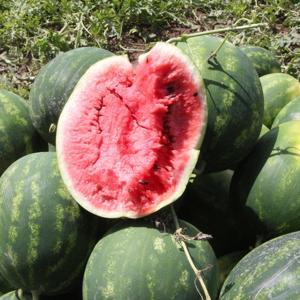 Adana’da sezonun ilk karpuz hasadı başladı; tarlada kilosu 7 TL