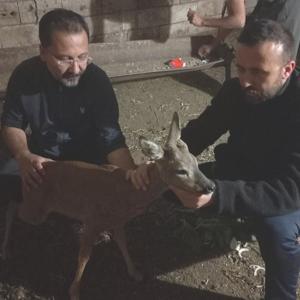 Gaziantepte Köpek Saldırısı: Yaralı Karaca Tedavi Edildi